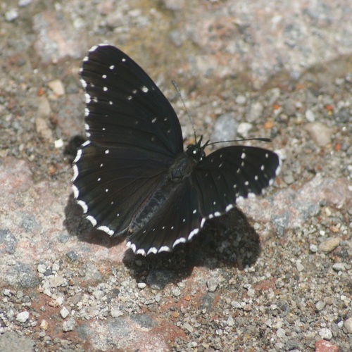 Crimson Patch