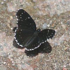 Chlosyne janais marianna