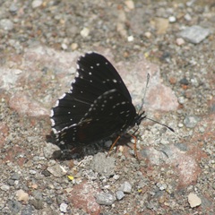 Chlosyne janais marianna