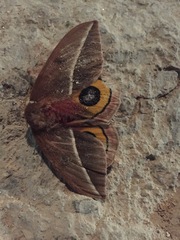 Automeris zephyria