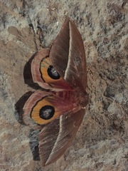 Automeris zephyria