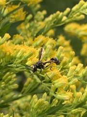 Physocephala marginata