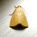 Black-bordered Lemon Moth - Photo (c) Royal Tyler, some rights reserved (CC BY-NC-SA), uploaded by Royal Tyler