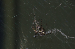 Steatoda castanea