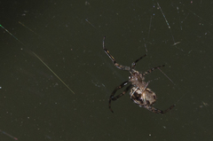 Steatoda castanea