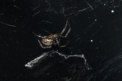 Steatoda castanea
