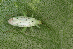 Ilnacora stalii