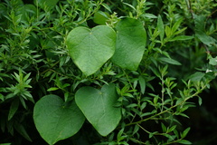 Aristolochia tomentosa