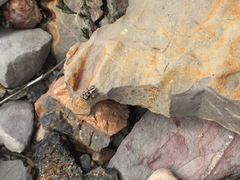 Habronattus virgulatus