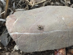 Habronattus virgulatus