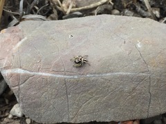 Habronattus virgulatus