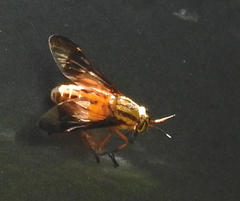 Chrysops vittatus