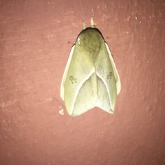 Automeris zephyria