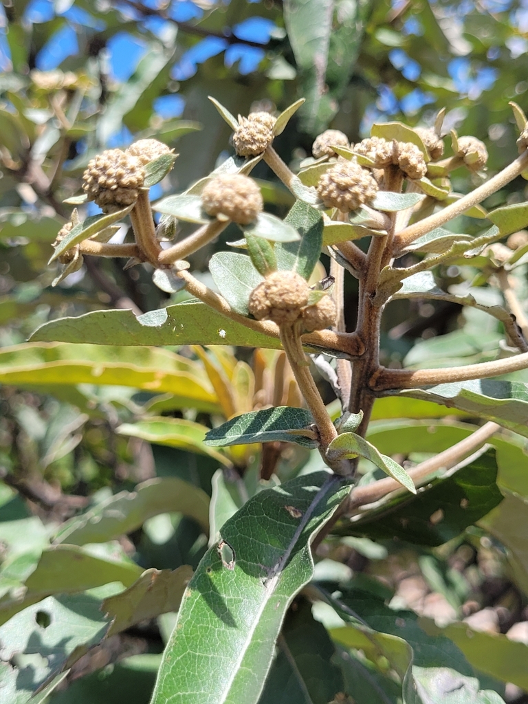 Eremanthus cinctus