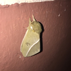 Automeris zephyria
