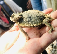 Phrynosoma taurus