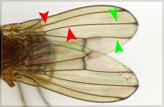 Drosophila immigrans