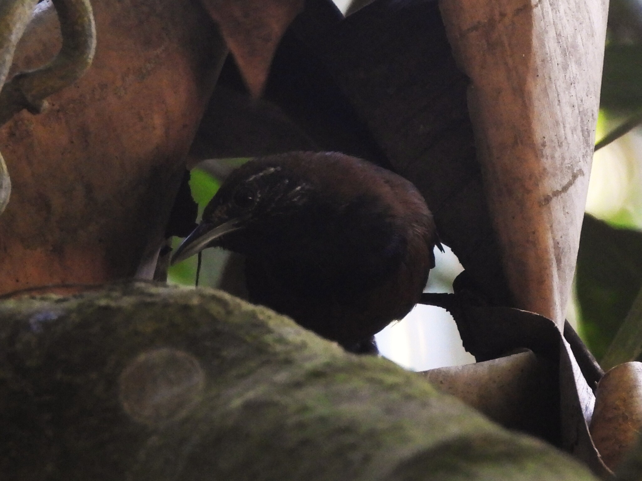 Black-throated Wren (Pheugopedius atrogularis), photo 5