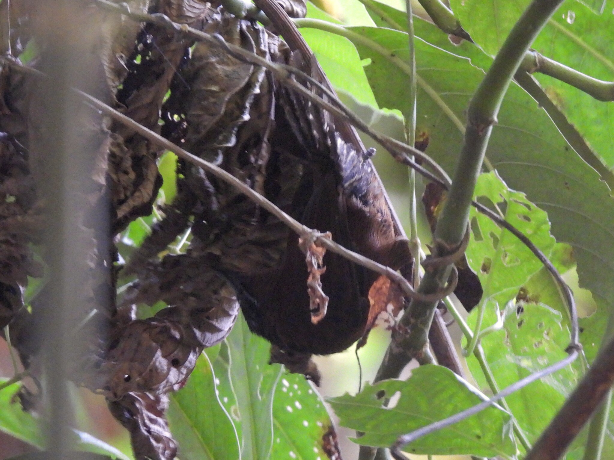 Black-throated Wren (Pheugopedius atrogularis), photo 6