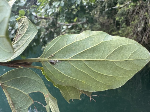 Gmelina fasciculiflora observed 2025-03-30