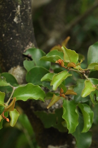 Image of Taxillus chinensis by no rights reserved