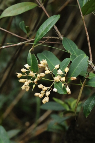 Image of Staphylea arguta by no rights reserved