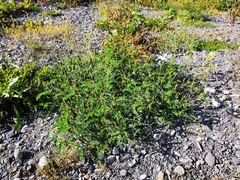 Astragalus schelichowii