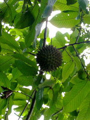 Annona purpurea