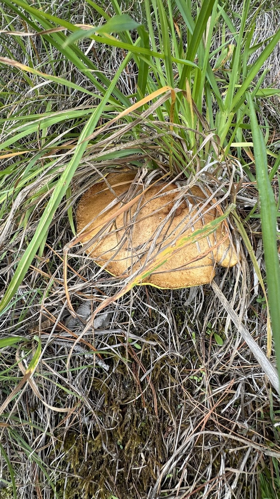 Suillus granulatus · March 2025 · photo: © frankashwood (iNaturalist, cc-by)