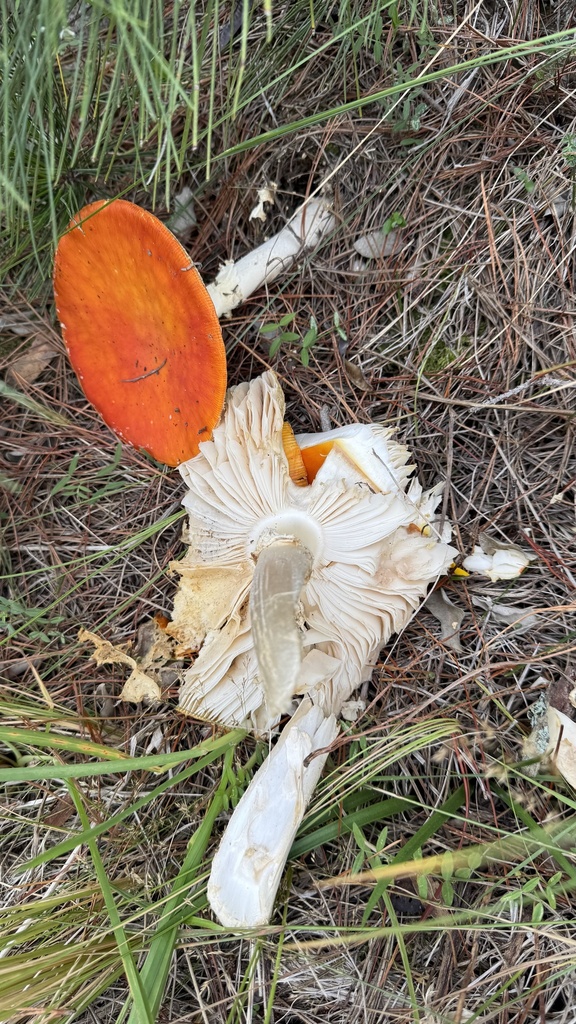 Amanita muscaria · March 2025 · photo: © frankashwood (iNaturalist, cc-by)