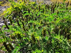 Astragalus schelichowii