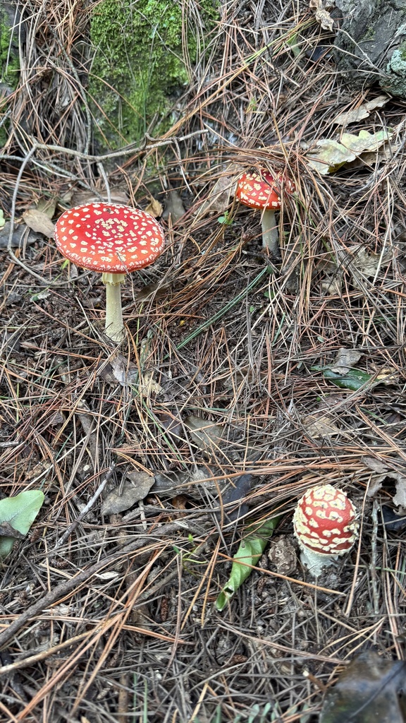 Amanita muscaria · March 2025 · photo: © frankashwood (iNaturalist, cc-by)