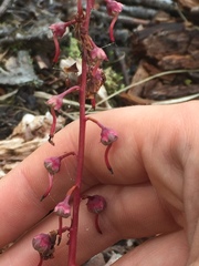 Pyrola asarifolia