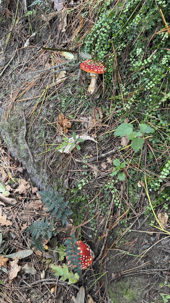 Amanita muscaria · March 2025 · photo: © frankashwood (iNaturalist, cc-by)