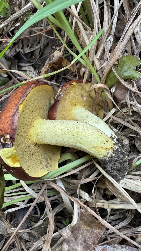 Suillus granulatus · March 2025 · photo: © frankashwood (iNaturalist, cc-by)