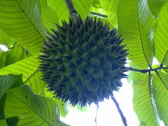 Annona purpurea