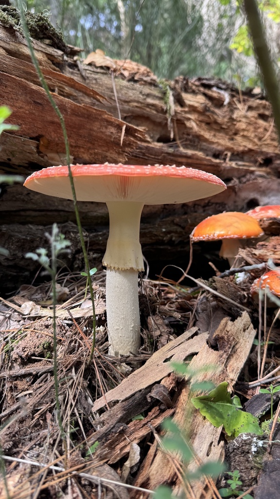 Amanita muscaria · March 2025 · photo: © frankashwood (iNaturalist, cc-by)