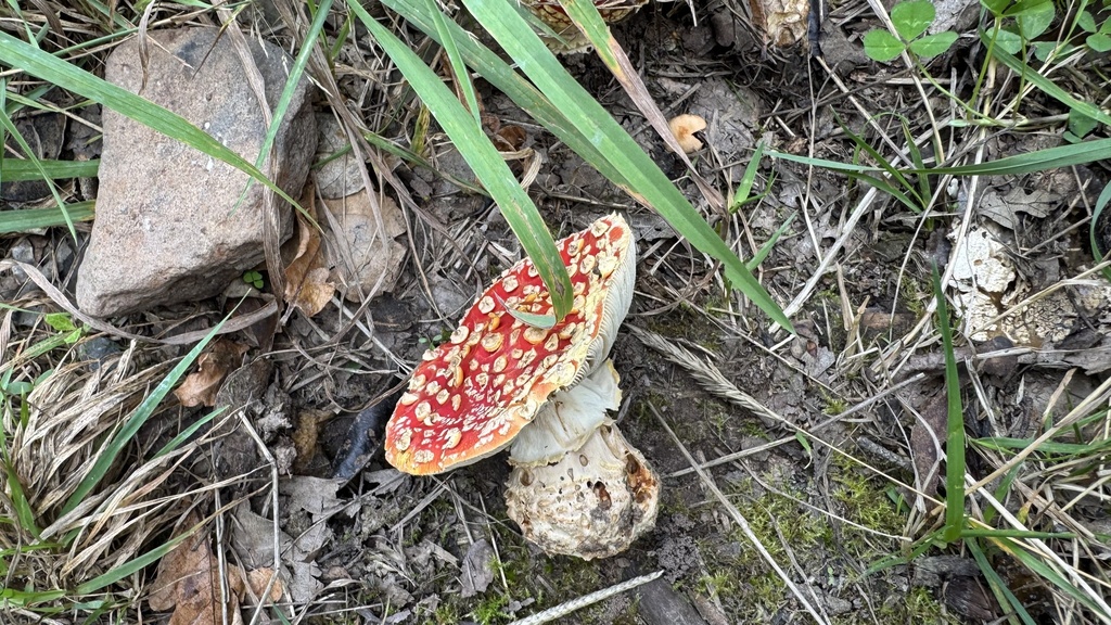 Amanita muscaria · March 2025 · photo: © frankashwood (iNaturalist, cc-by)