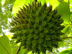 Annona purpurea
