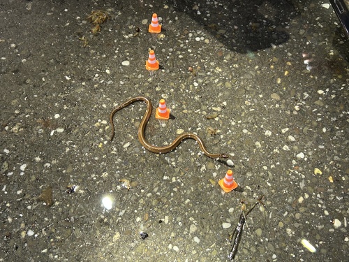 DeKay's Brownsnake photographed in Ohio