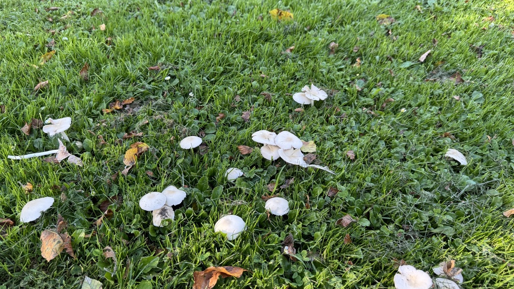 Candolleomyces candolleanus · March 2025 · photo: © frankashwood (iNaturalist, cc-by)