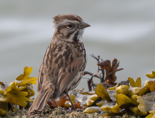 Song Sparrow photographed in California