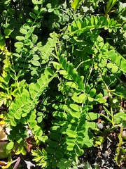 Astragalus schelichowii