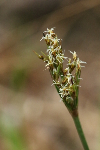 Fimbristylis thomsonii iNat (2)