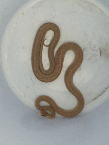 Baja California Ratsnake