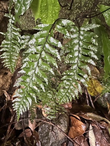 Hymenasplenium unilaterale observed 2025-03-29