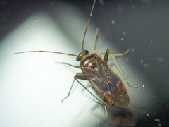 Diomocoris