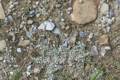 Antennaria rosea