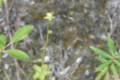 Parnassia palustris