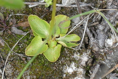 Parnassia palustris